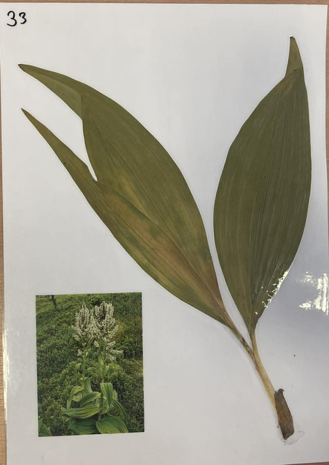 Rastlina Veratrum album